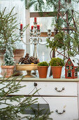 Greenhouse with Christmas decoration