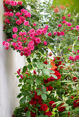 Dark pink and red climbing roses on house wall