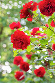 Red climbing rose 'Santana