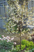 Tulpe 'Marilyn' (Tulipa) und blühender Kirschbaum, Sauerkirsche 'Morellenfeuer'
