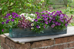 Horned violet (Viola cornuta), Bellis, shrub veronica 'Magicolors' (Hebe) in window box