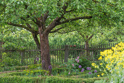 Apple tree (Malus domestica) in the cottage garden