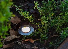 Small spotlight in the garden