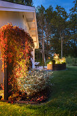 Illuminated screen wall with wild vines in autumn colors