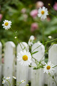 Blooming daisies in front of picket fence in garden