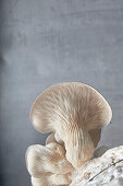 Close up of underside gills of farmed Oyster mushroom