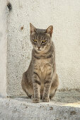 Streunende Katze an Hauswand, Kykladen, Ägäis, Griechenland