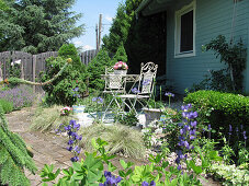 Blue False Indigo (Baptisia australis), in the background sitting area in front of wooden house in the garden