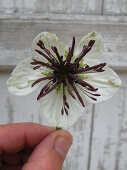 Einzelne Blüte Nigella papillosa 'African Bride'