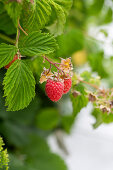 Himbeeren an der Pflanze