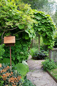 Dutchman's pipe giving a jungle feeling in the garden