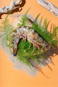 Top view of palaemon serratus shrimp placed on rock and green fern twig near dry sand and stick on orange background