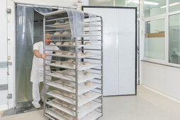 Positive bald male baker looking at metal trays with balls of dough on metal shelves during work in bakery