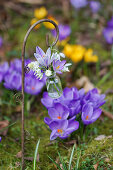 Miniblumenstrauss mit Krokusse (Crocus), Primel, Muscari und Schneeglöckchen in hängender Vase