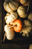 Various pumpkins in old wooden drawer