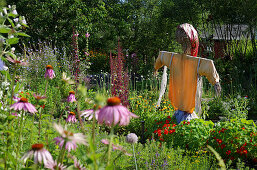 A scarecrow in a bed with coneflowers (Echinacea) and other summer flowers