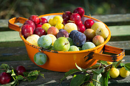 Freshly harvested colorful garden fruit in an enamel colander