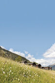 Almwiese, im Hintergrund Häuser (Südtirol, Italien)