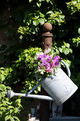 Wicken und Holunderblüten in Zinkgießkanne