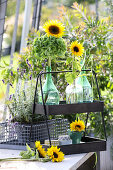 Sunflowers with green hydrangeas in balloon bottles and wreath of vines