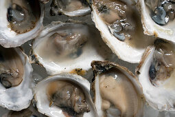 Fresh, opened oysters (full-frame)