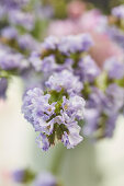 Lila Fliederblüte (Syringa)