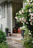 Veranda mit Holzpaneelen und Rosen am Hauseingang