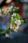 Fruit blossom