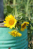 Sunflowers on a vintage rain barrel