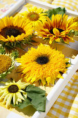 Sonnenblumen-Tableau