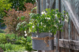 Weeping heart (Dicentra spectabilis), plant in old tin bucket hanging from barn