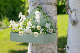 Daisies (Bellis perennis) and Weeping Heart (Dicentra Spectabilis) in a flower box hanging from a tree trunk