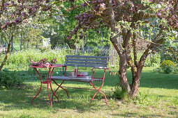 Gartenbank und Tisch vor blühendem Zierapfelbaum (Malus) 'Paul Hauber' im Garten
