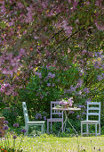 Flowering lilac bush (Syringa) and ornamental apple (Malus) 'Paul Hauber' in the garden with seating area