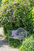 Garden bench in front of flowering climbing rose (Rosa) with tray and glasses