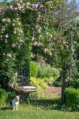 Gartenstuhl vor Kletterrose 'Rambler-Rose' als Rosenbogen im Garten mit Hund