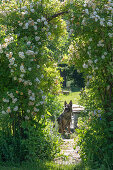 Strauch-Rose (Rosa multiflora) 'Ghislaine de Feligonde' als Torbogen im Garten mit Hund