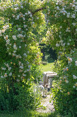 Shrub rose (Rosa multiflora) 'Ghislaine de Feligonde' as an archway in the garden with dog