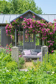 Apothecary rose (Rosa gallica Officinalis), tufted rose (Rosa multiflora) 'Taunusblümchen', rambler climbing roses in front of garden shed