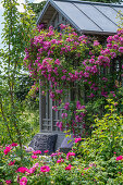 Apothekerrose (Rosa gallica Officinalis), Büschel-Rose (Rosa multiflora), Rambler-Kletterrosen im Garten