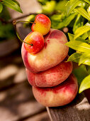 Weinbergpfirsiche mit Kirschen