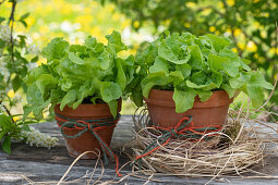 Green leaf lettuce in pots