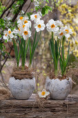 Blühende Narzissen (Narcissus) in Töpfen auf Holzbalken