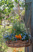 Blumenampel mit Vergissmeinnicht (Myosotis), Hornveilchen (Viola Cornuta), Schöterich (Erysimum) und Rosmarin