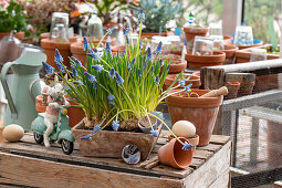 Traubenhyazinthen (Muscari) in Pflanzgefäßen auf Holztisch mit Osterdeko