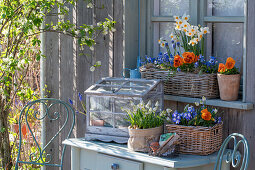 Star hyacinths, grape hyacinths, horned violets (Viola cornuta), blue stars (Scilla), daffodils in planters with Easter decorations on the terrace