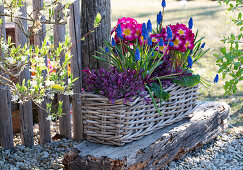 Flower box with grape hyacinths (Muscari) and spring primroses (Primula) in the garden