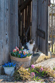 Greig-Tulpe (Tulipa greigii), Blausterne (Scilla), Hyazinthen, Sternhyazinthen (Chionodoxa) in Pflanzgefäßen vor Scheunentor mit Katze