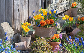 Yellow tulip 'Flair' (Tulipa), grape hyacinths (Muscari), garden pansies (Viola wittrockiana), blue star (Scilla) in clay pots in the garden