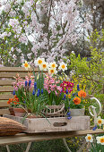 Traubenhyazinthen (Muscari), Narzissen (Narcissus), Hyazinthen (Hyacinthus), Garten-Stiefmütterchen und Primeln in Blumentöpfen im Garten
